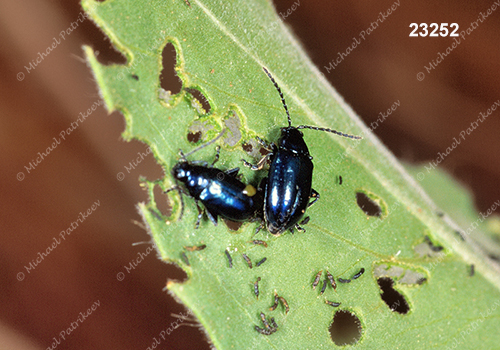 Apple Flea Beetle (Altica foliaceae)